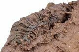 Crotalocephalina Trilobite With Prepared Microfossils #210219-5